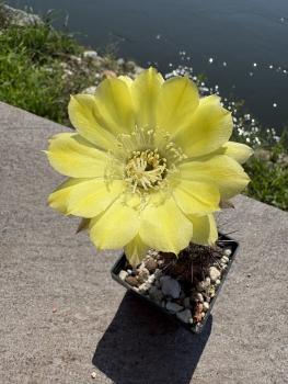 Preview: Echinopsis aurea v shaferi